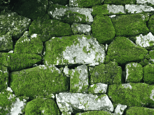 Beautiful Moss Wall Art