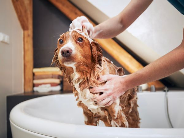 Bathing Dog Room Ideas