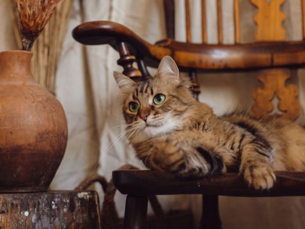 A cat in a Gypsy Bohemian Living Room